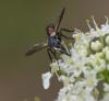 Cylindromyia sp.